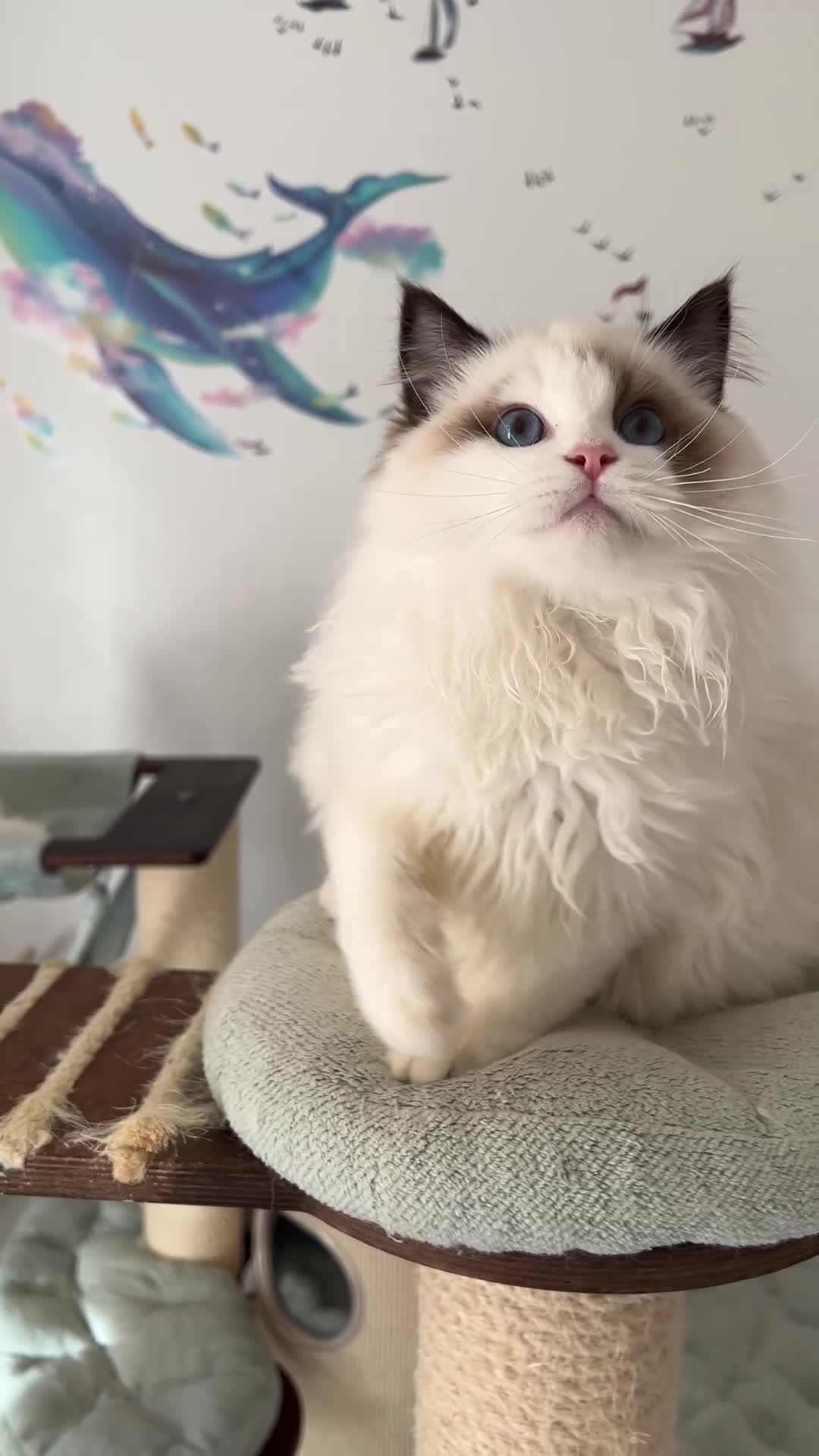 Ragdoll cats for sale: TICA register seal bicolor boy - Video 1