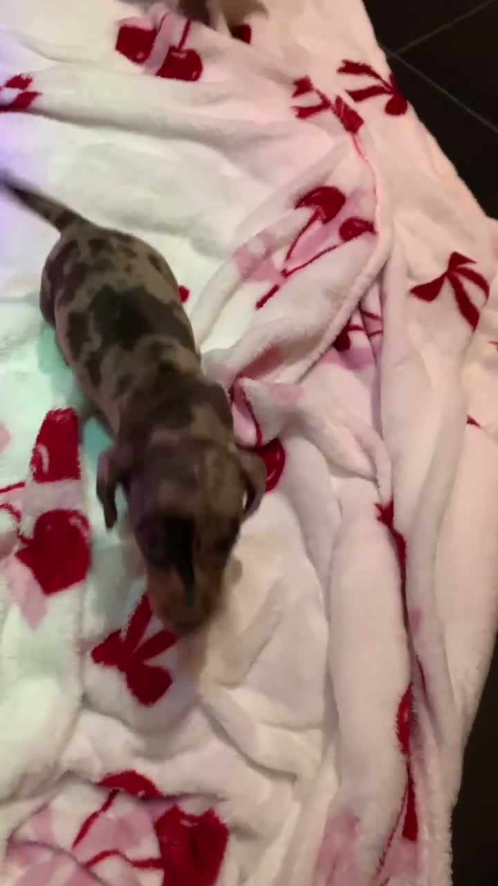 Dachshund dogs for sale: Dachshund puppy’s  in Liverpool - Video 1