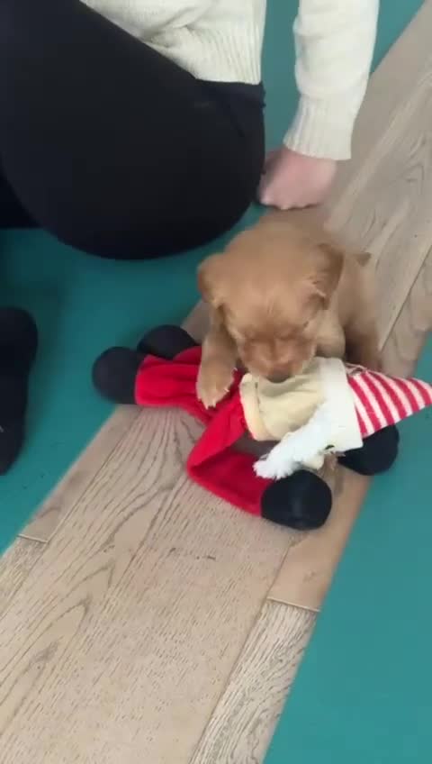 Golden Retriever dogs for sale: Working Line KC reg golden retriever puppies  - Video 2