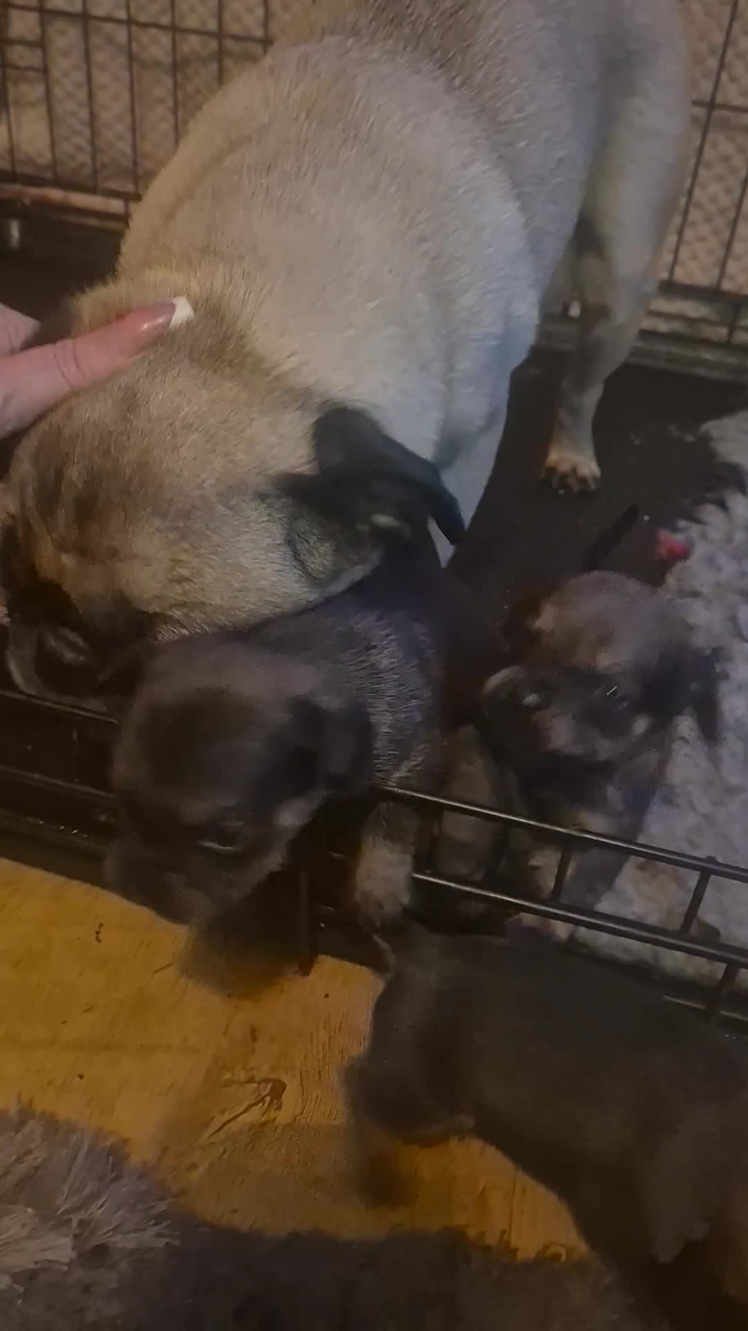 Mixed Breed dogs for sale: Dawg Pups (Dash × pug pups) - Video 1