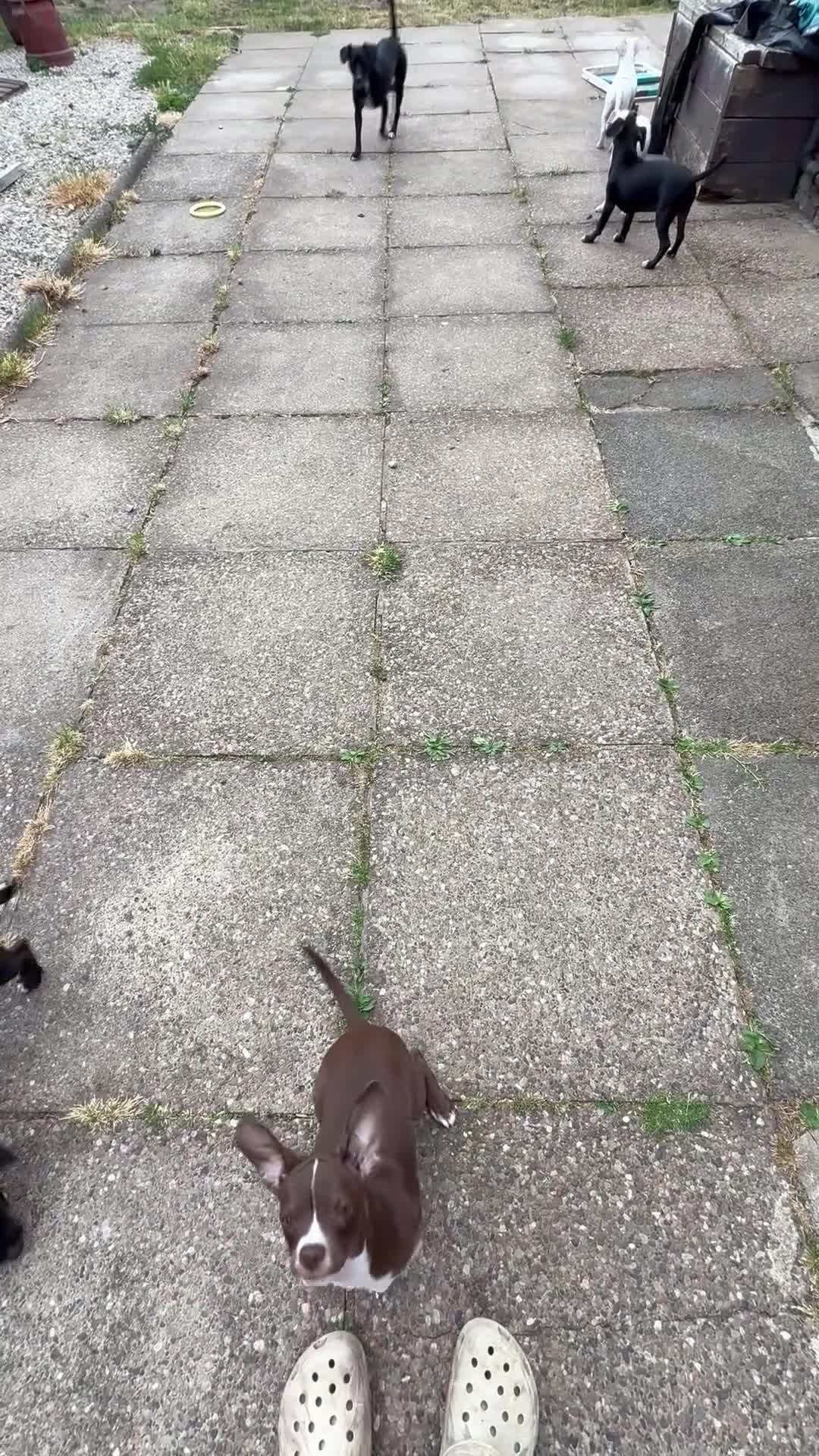 Mixed Breed dogs for sale: 19week old mixed breed  - Video 1