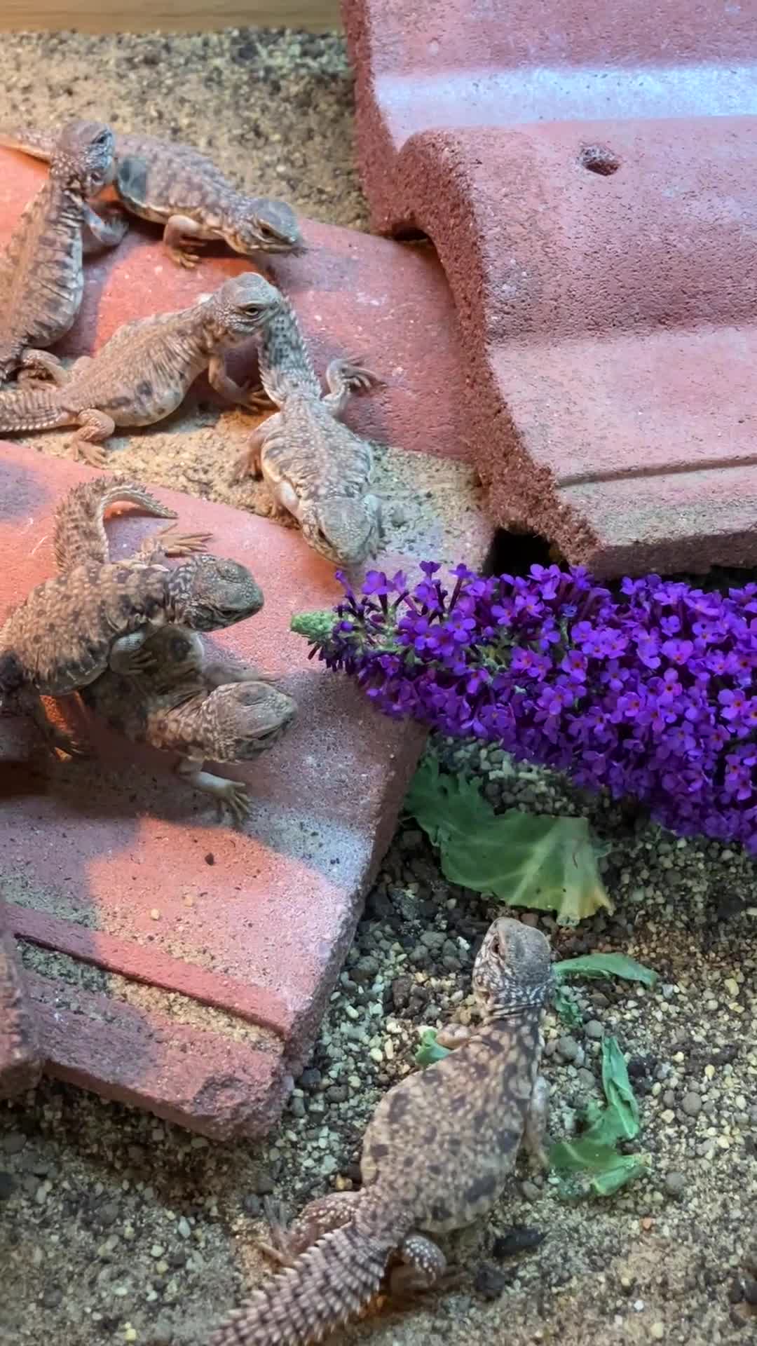 Lizard reptiles for sale: Baby Moroccan Uromastyx  - Video 1