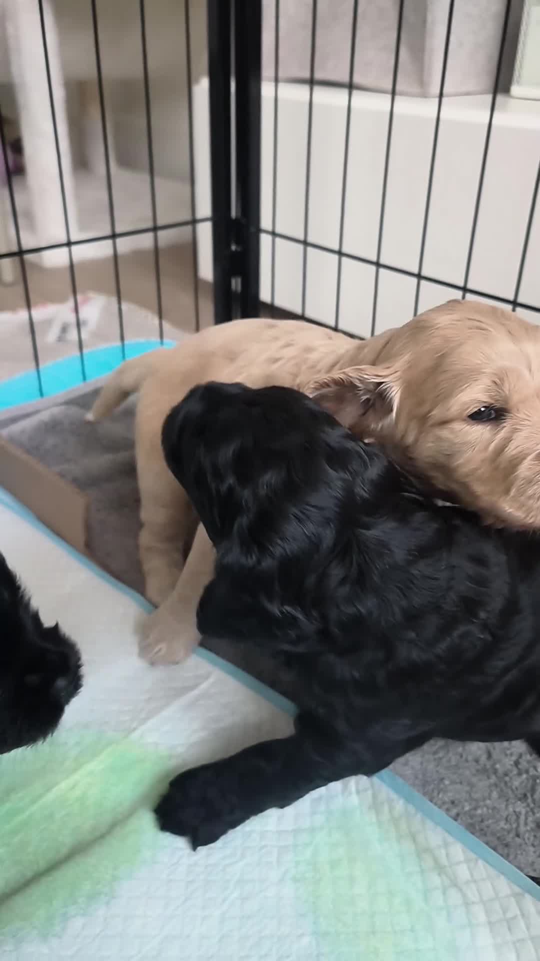 Labradoodle dogs for sale: Australian Labradoodle Puppies - Video 3