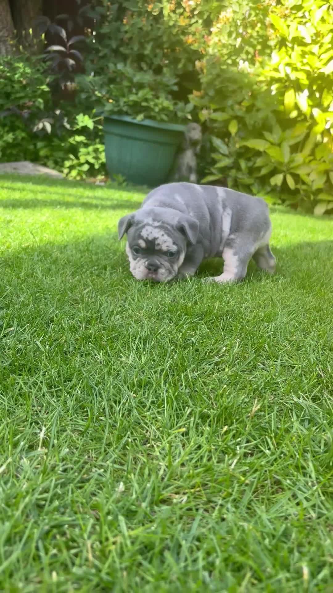French Bulldog dogs for sale: **REDUCED**RAINBOW LITTER FRENCH BULLDOGS - Video 3