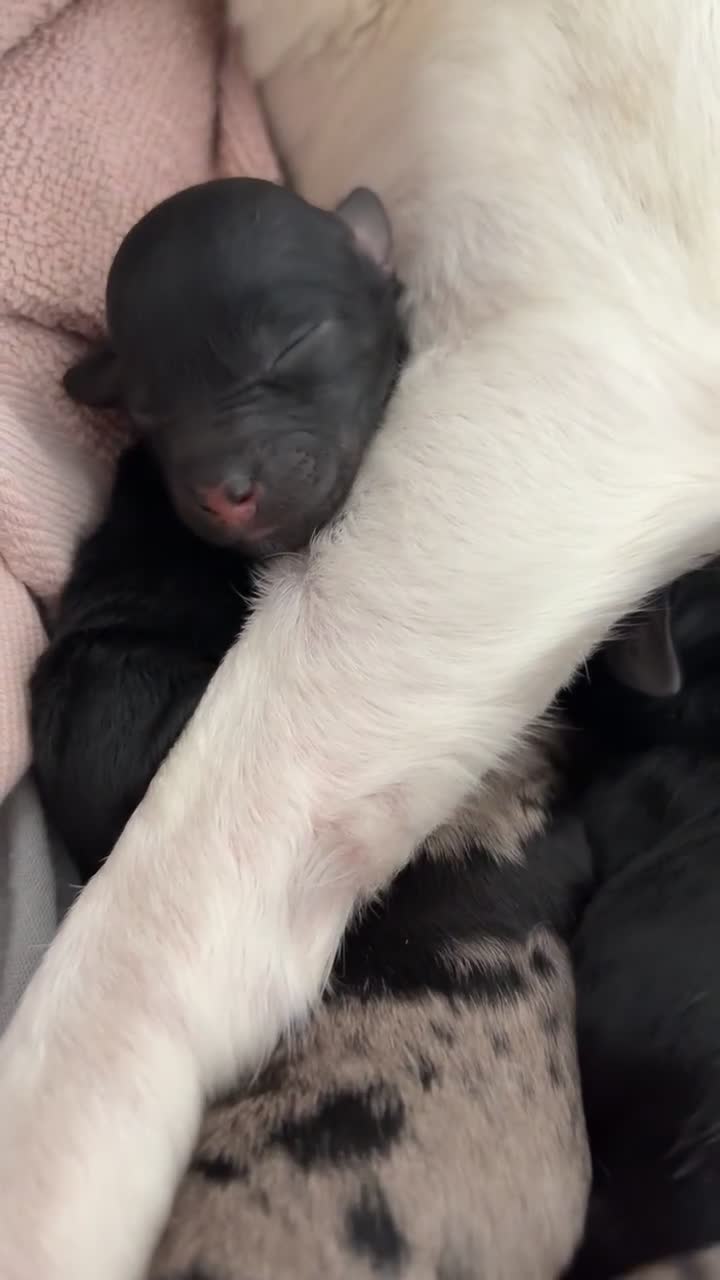 Jackapoo dogs for sale: Beautiful jackapoo’s  - Video 2