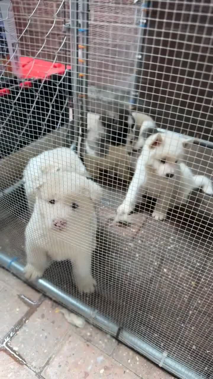 Akita dogs for sale: Beautiful American Akita Puppies in Sheffield - Video 1