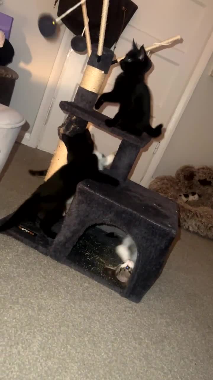 Mixed Breed cats for sale: 4 kittens  - Video 3
