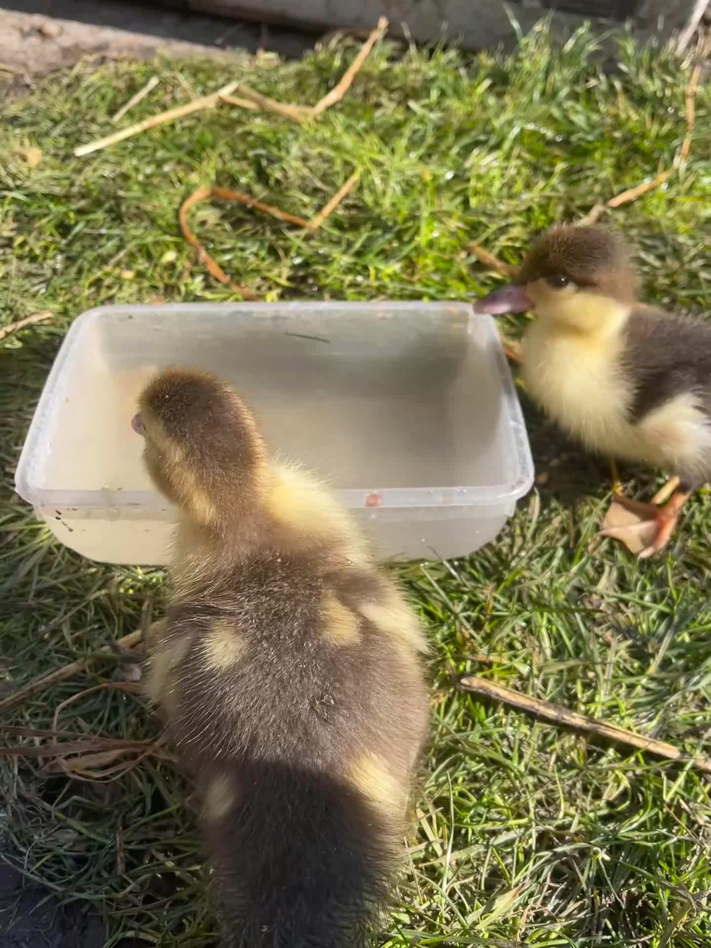 Ducks poultry for sale: 5 Muscovy ducklings  - Video 1