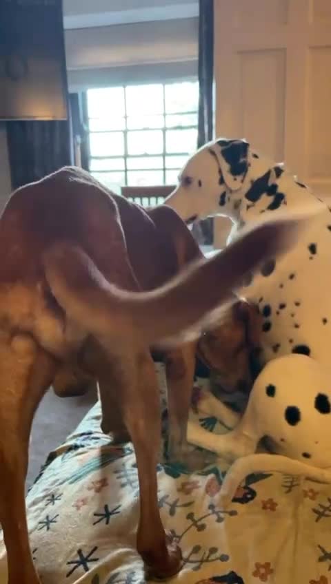 Mixed Breed dogs for adoption: Makis , a loving Cypriot boy  - Video 2