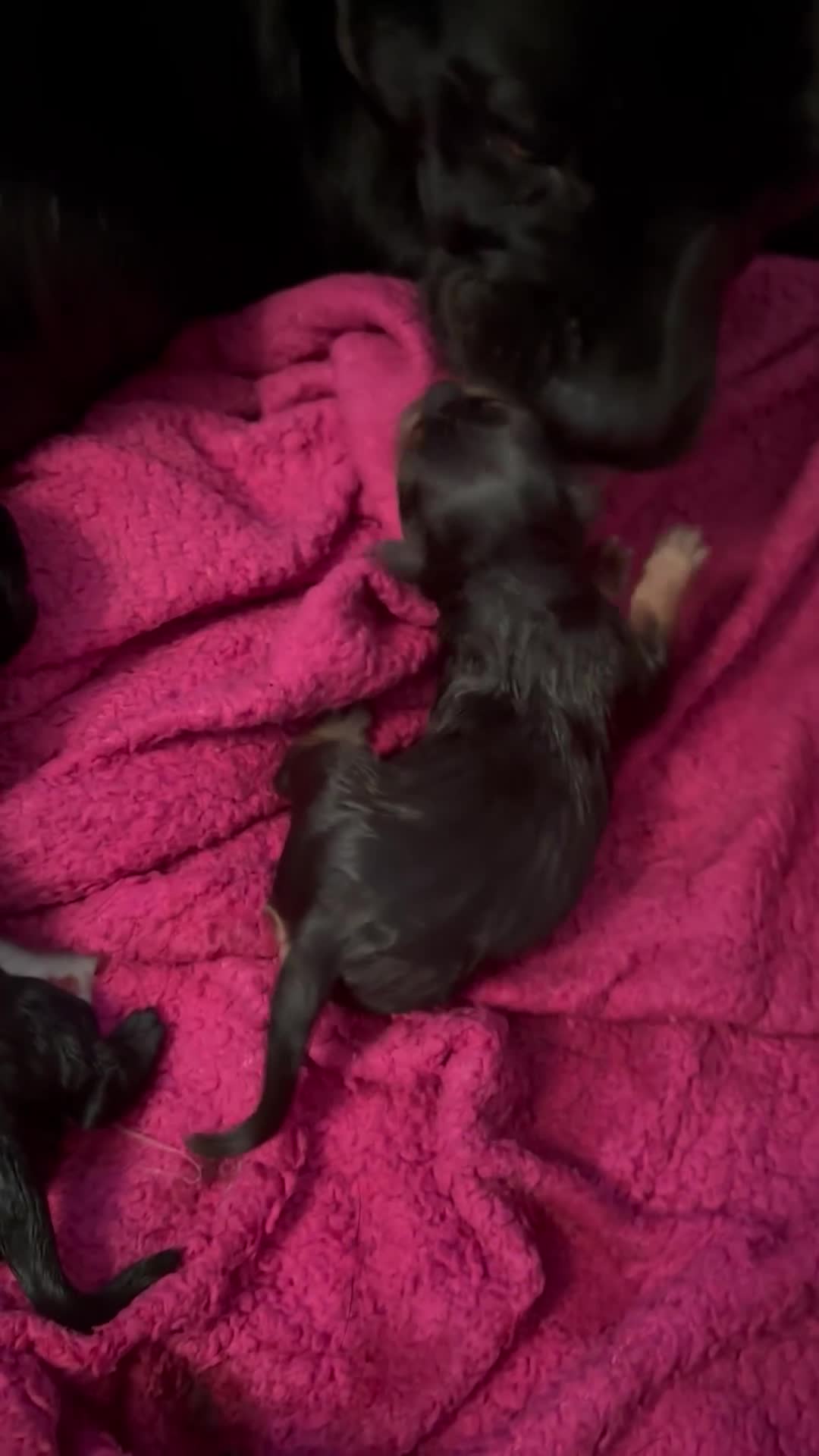 Mixed Breed dogs for sale: 8 puppies for sale  - Video 2