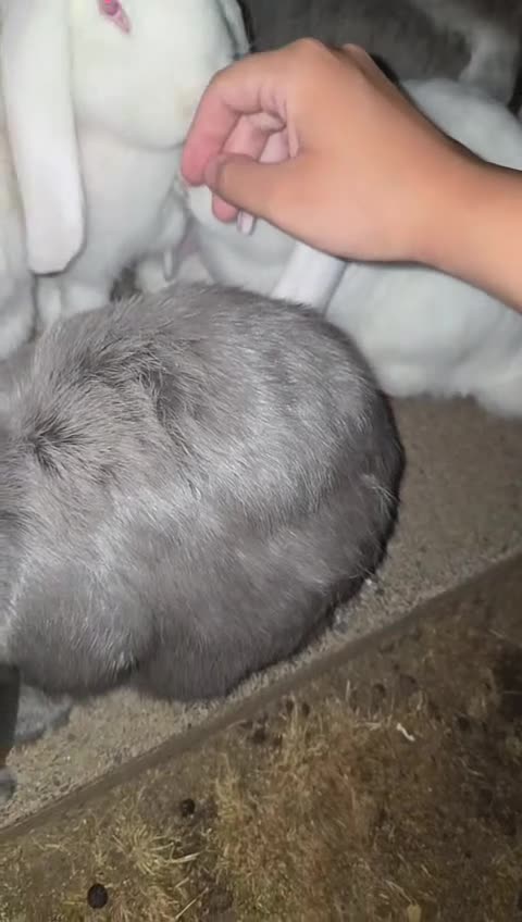 French Lop rabbits for sale: Baby Giant French Lop Rabbits For Sale 🐰 - Video 4