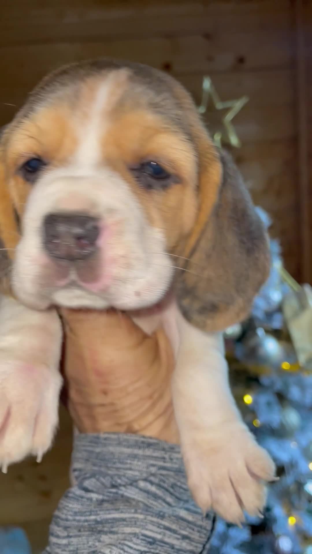 Beagle dogs for sale: 2tri girls kc reg ready after  **   - Video 1