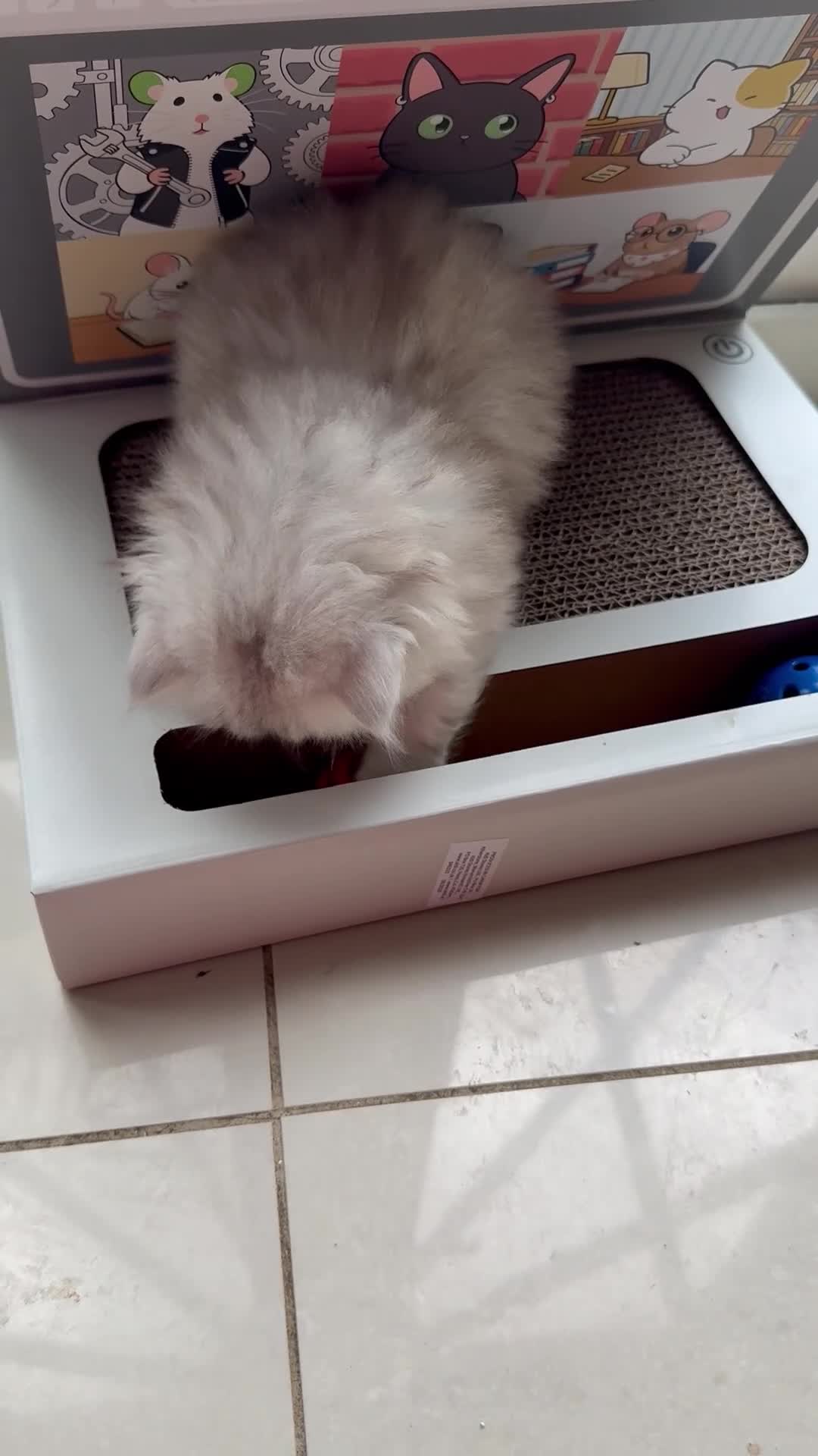 Persian cats for sale: 🐾 TWO BEAUTIFUL PERSIAN KITTENS AVAILABLE 🐾 - Video 1