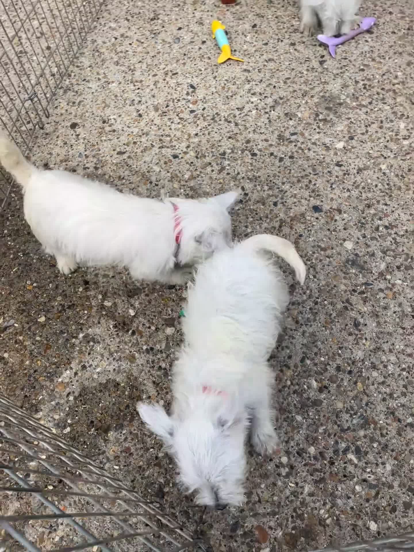 West Highland Terrier dogs for sale: Beautiful west highland terrier puppy’s  - Video 1