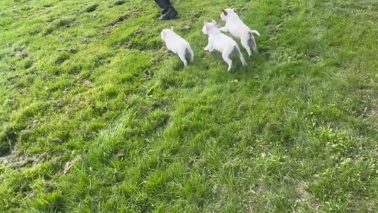 Parson Russell dogs for sale: Quality bred parson terrier pups  - Video 1