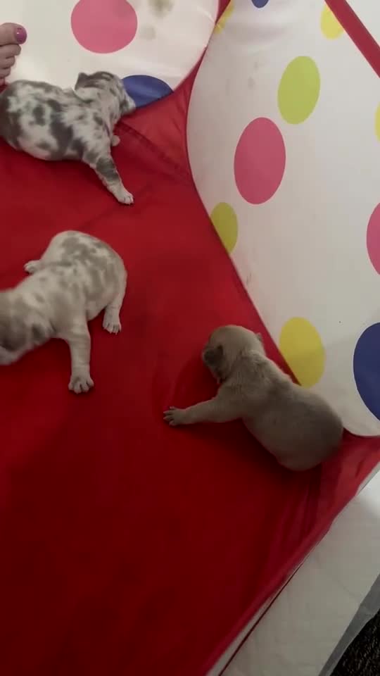 French Bulldog dogs for sale: 3 Merle French bulldog pups  - Video 3