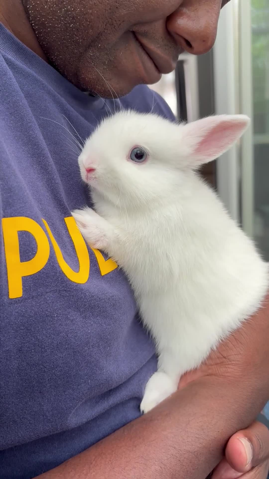 Netherland Dwarf rabbits for sale: FEMALE READY TO GO TODAY - Video 1