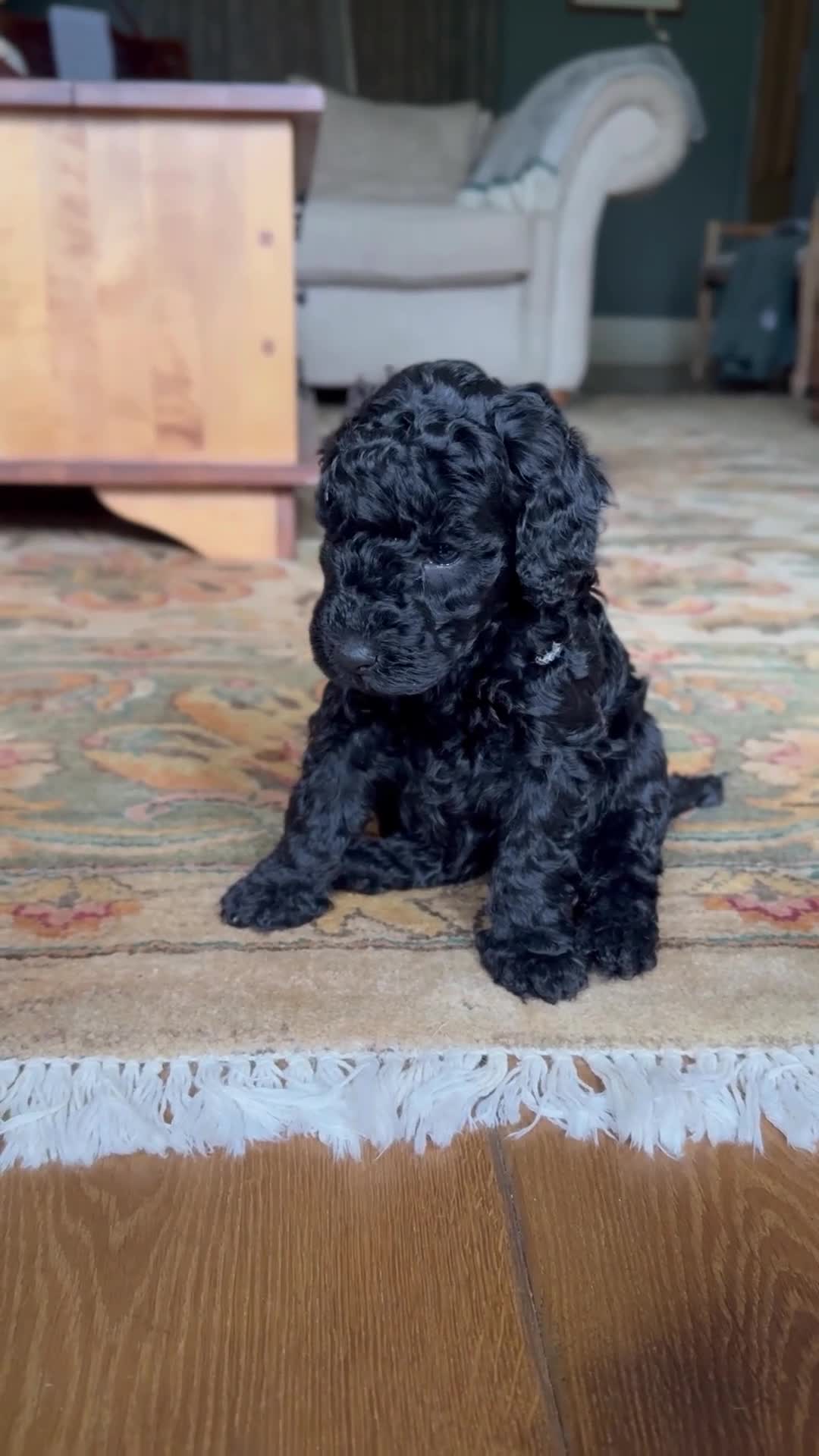 Australian Labradoodle dogs for sale: Two Australian Labradoodle puppies - Video 2