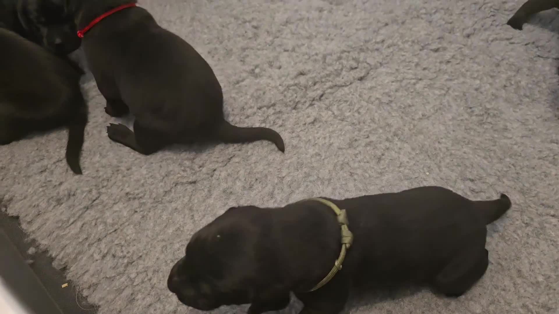 Labrador Retriever dogs for sale: Beautiful boys - Video 3