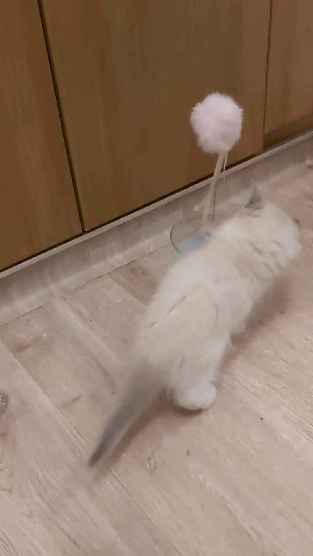 Ragdoll cats for sale: RAGDOLLS BICOLOUR GIRL BLUE EYES READY NOW  - Video 5