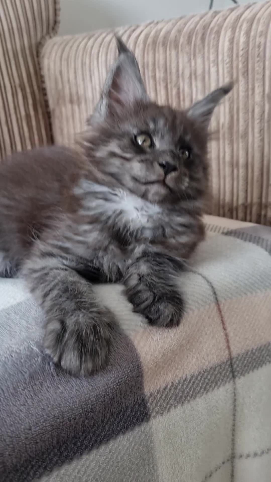 Maine Coon cats for sale: King-size Purebred Maine Coon kittens  - Video 2