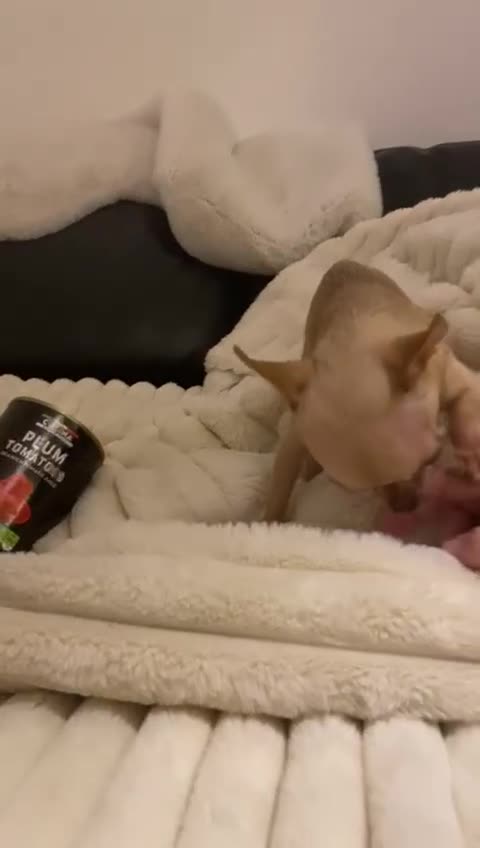 Chihuahua dogs for sale: Adult miniature chihuahua  - Video 1