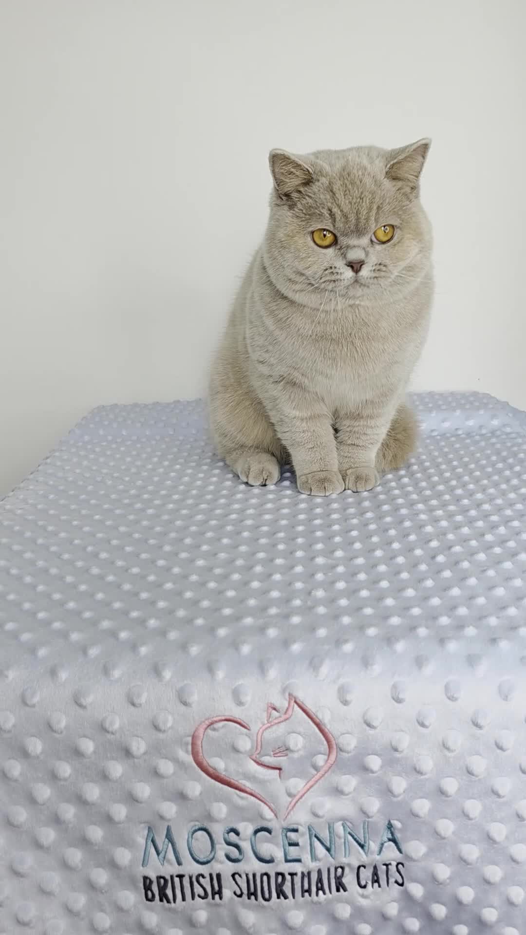 British Shorthair cats for sale: CHAMPION SIRED GCCF REG LILAC BSH MALE ADULT - Video 1