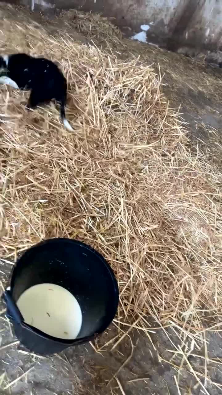 Mixed Breed dogs for sale: Collie x spaniel puppy  - Video 2