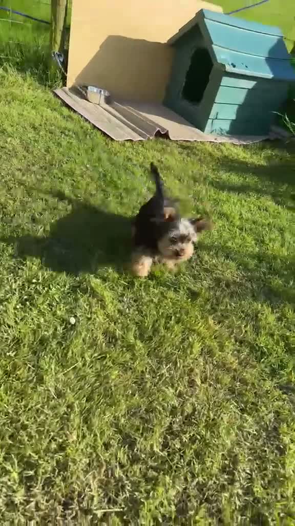 Yorkshire Terrier dogs for sale: Yorkshire terrier puppy’s  in Maidstone - Video 3