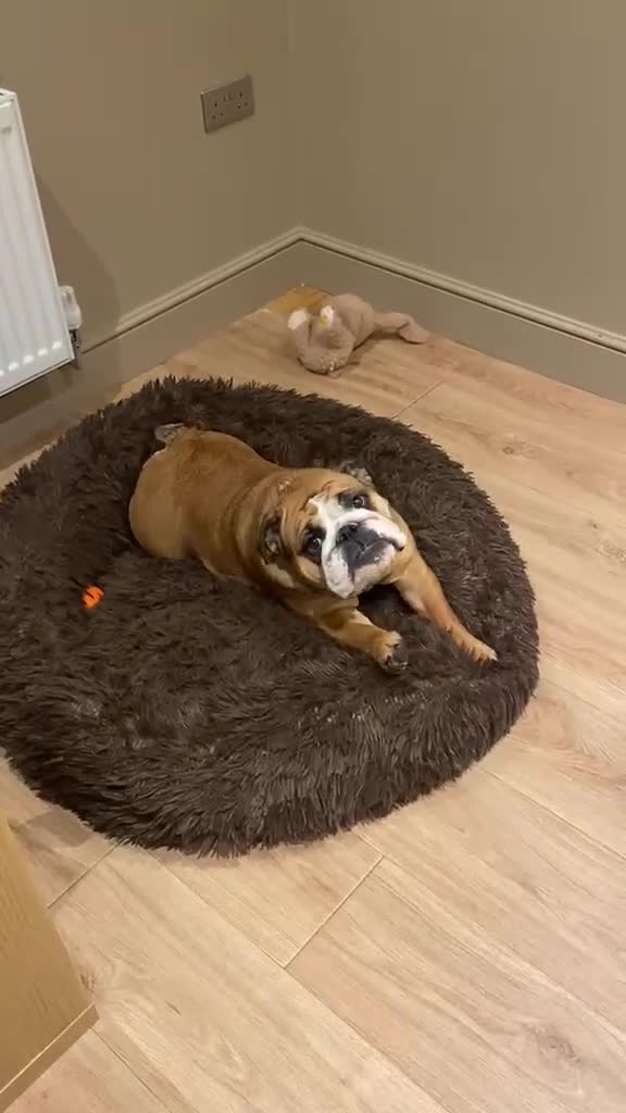 English Bulldog dogs for sale: Stunning KC Registered English Bulldog Bitch - Video 1