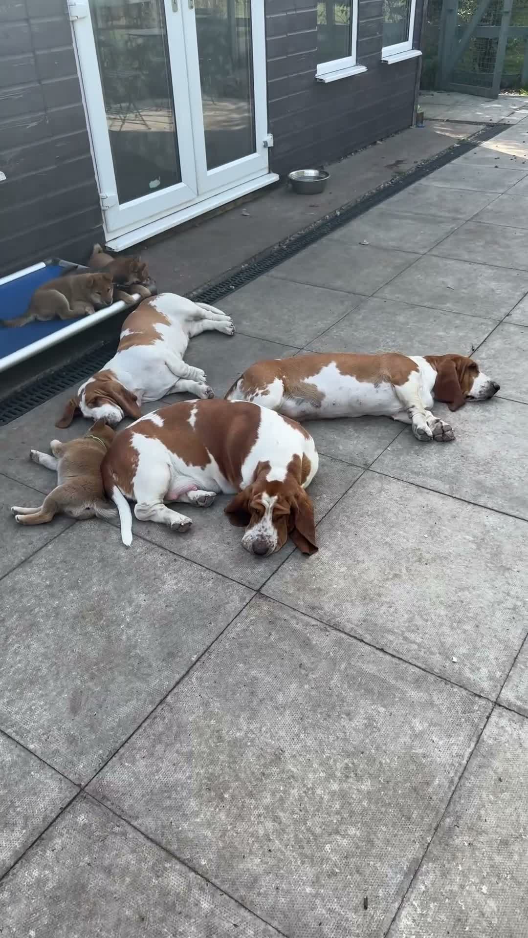 Basset Hound dogs for sale: Bonnie, ZZ & Bella – Beautiful Basset Hound Girls  - Video 1