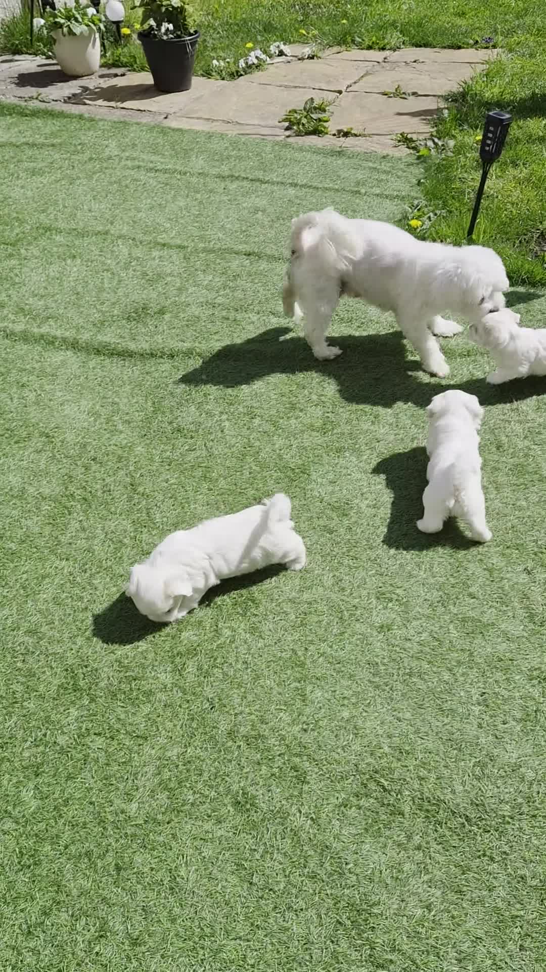 Maltese dogs for sale: Sold  - Video 1