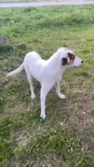 Foxhound dogs for adoption: Hugo – The Puppy Who Survived the Silence - Video 3