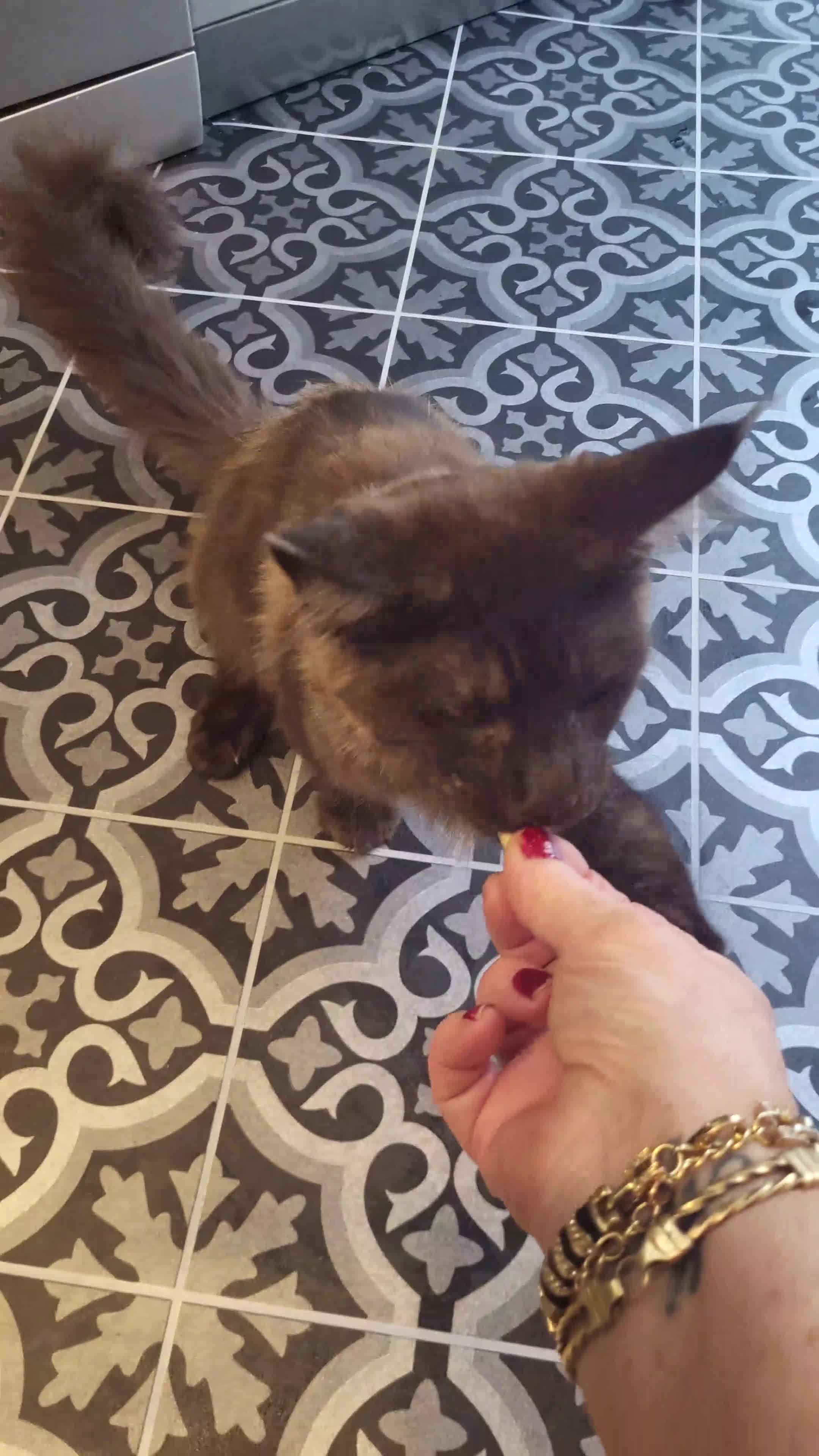 Maine Coon cats for sale: Beautiful Mainecoon  - Video 1