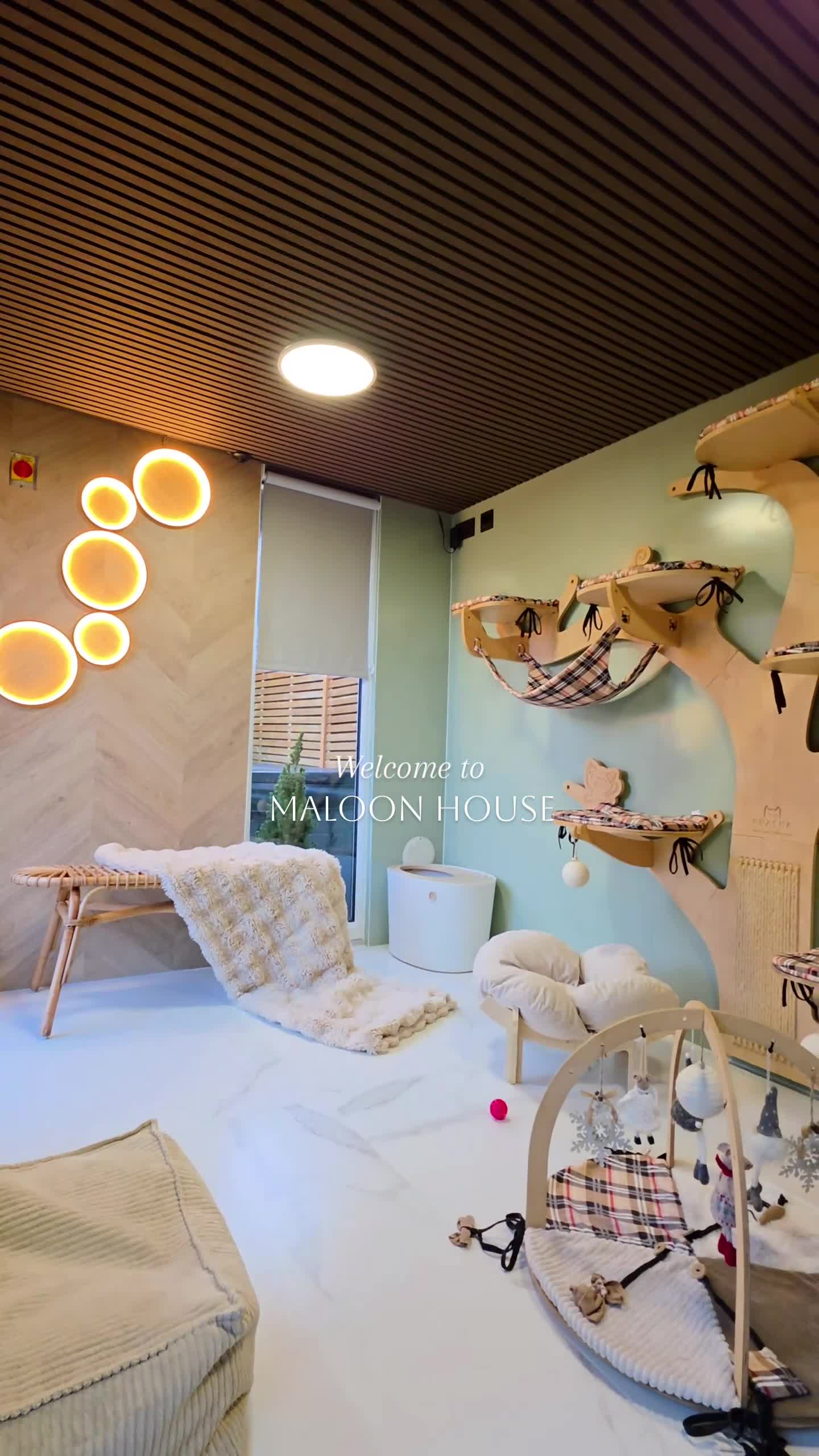 Abyssinian cats for sale: Caspian Boy - elegant, unique champion line🥇 - Video 3