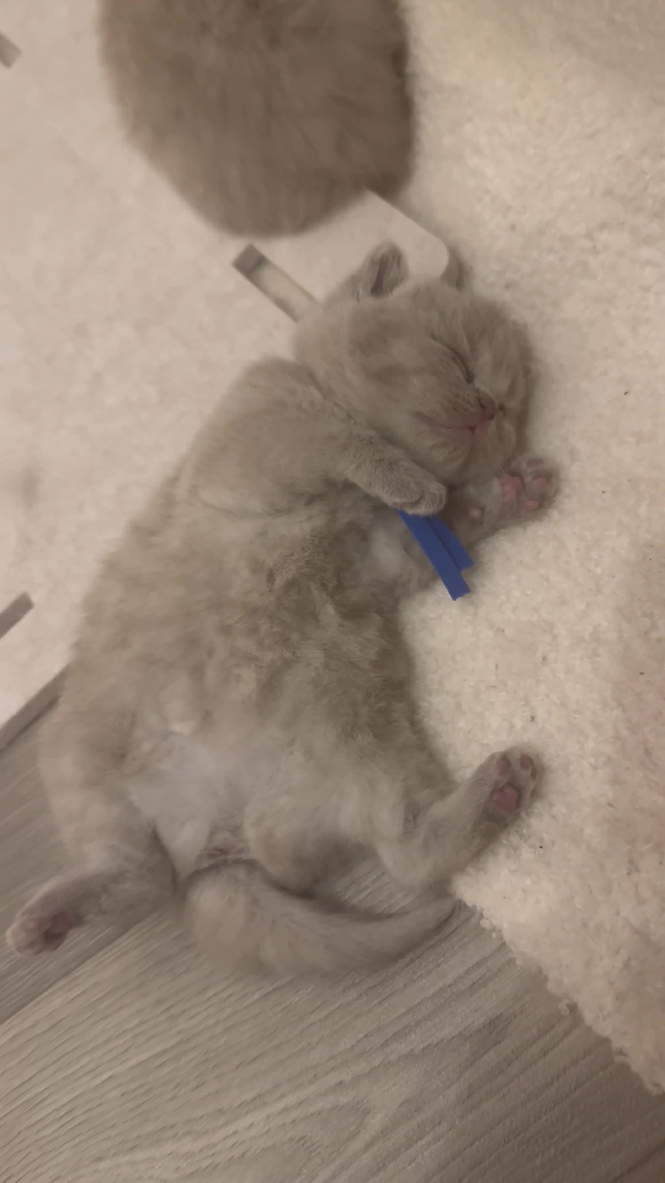 British Shorthair cats for sale: Stunning Chunky Lilac GIRL  - Video 2