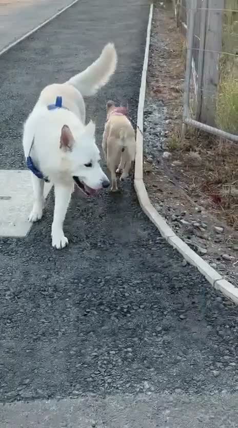 Mixed Breed dogs for adoption: ❤️🐶 STELLA – A BEAUTIFUL GIRL WHO NEEDS COMPANY in Stirling - Video 2