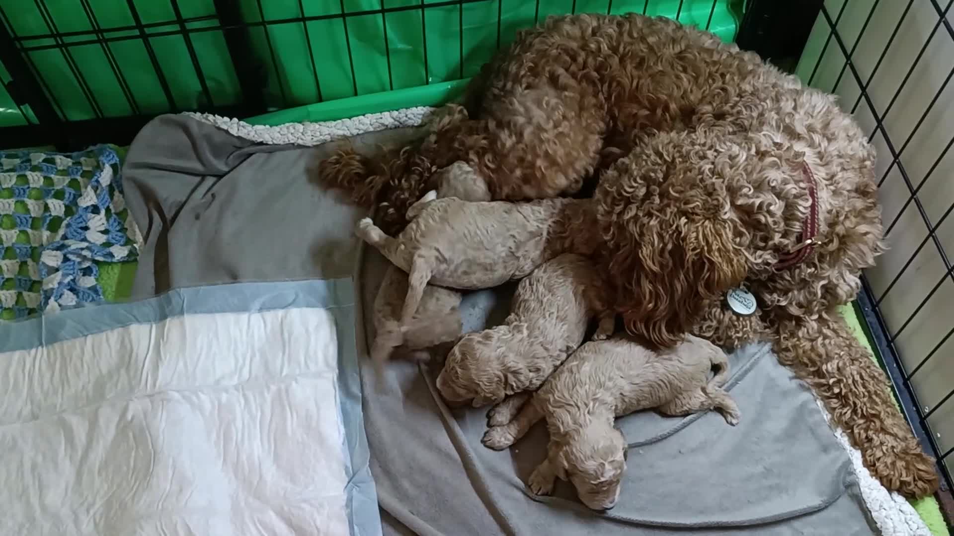 Cockapoo dogs for sale: 1 female 2 males available as 1 female sold  - Video 2