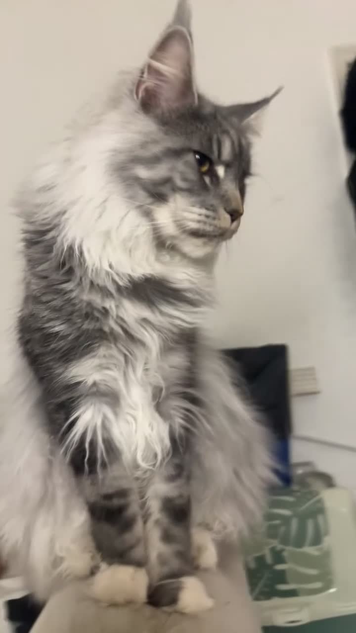 Maine Coon cats for stud: Russian Maine coon stud  - Video 2