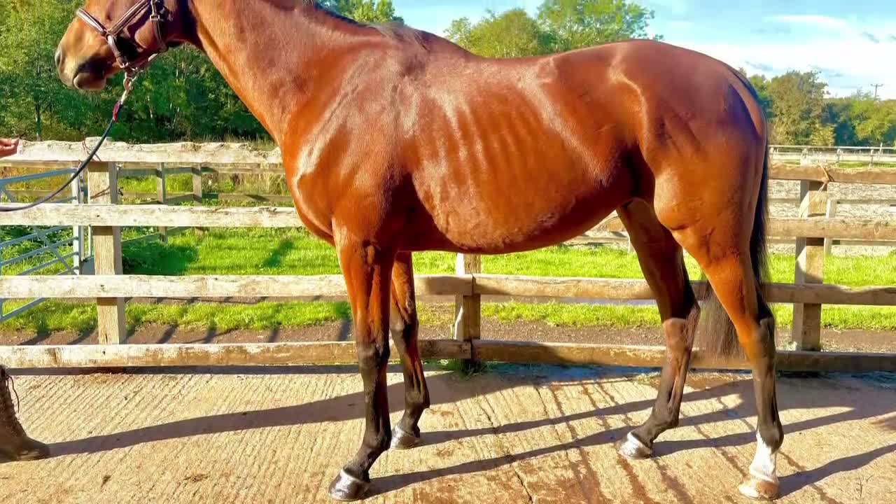 English Thoroughbred horses for sale: Ivan  in Warwick - Video 1