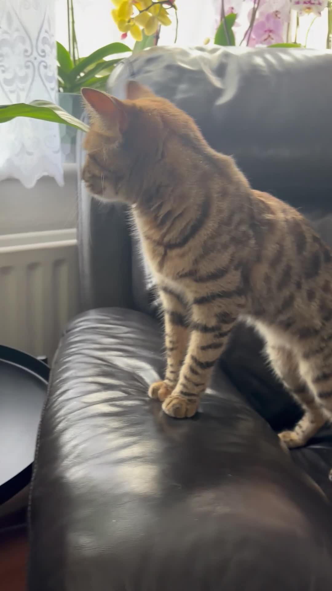 Bengal cats for sale: Bengal girl microchipped and neutered  in Harrow - Video 1