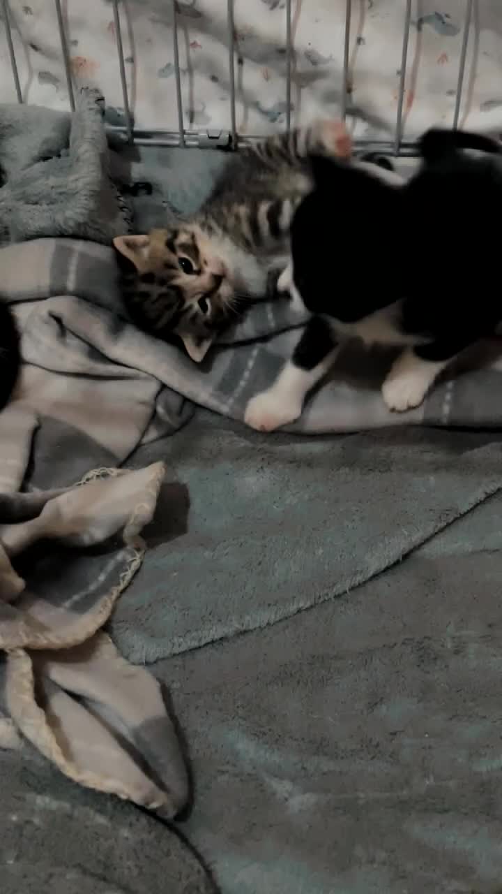 Mixed Breed cats for sale: 3 Kittens looking for there forever home  - Video 1