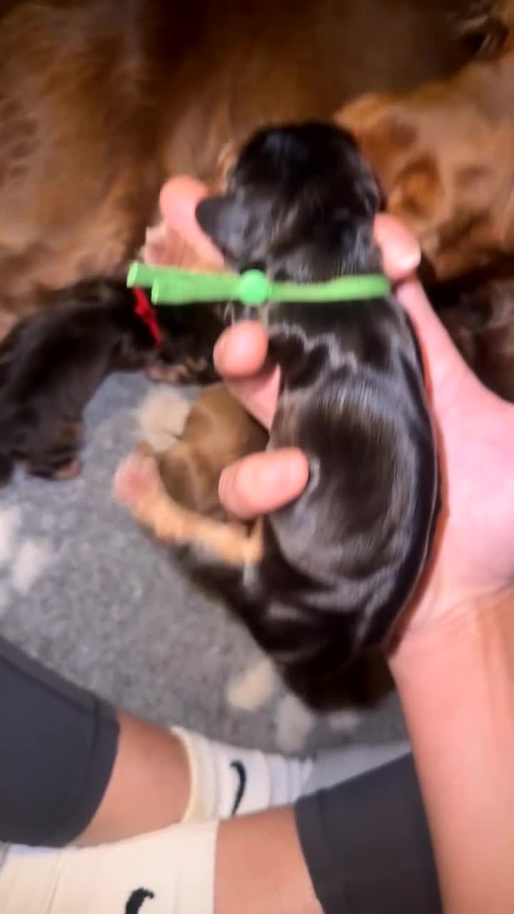 Cocker Spaniel dogs for sale: KC Reg Show Cocker Spaniel Puppies  - Video 2