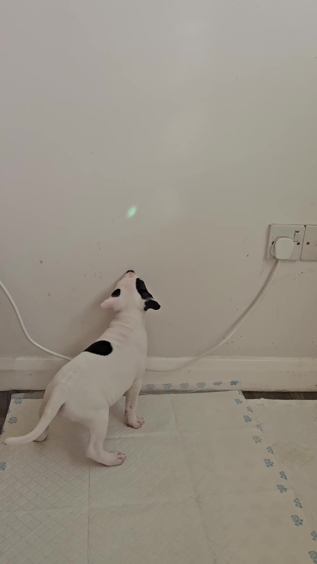 Staffordshire Bull Terrier dogs for sale: RARE CLASSIC MARKINGS - Video 1
