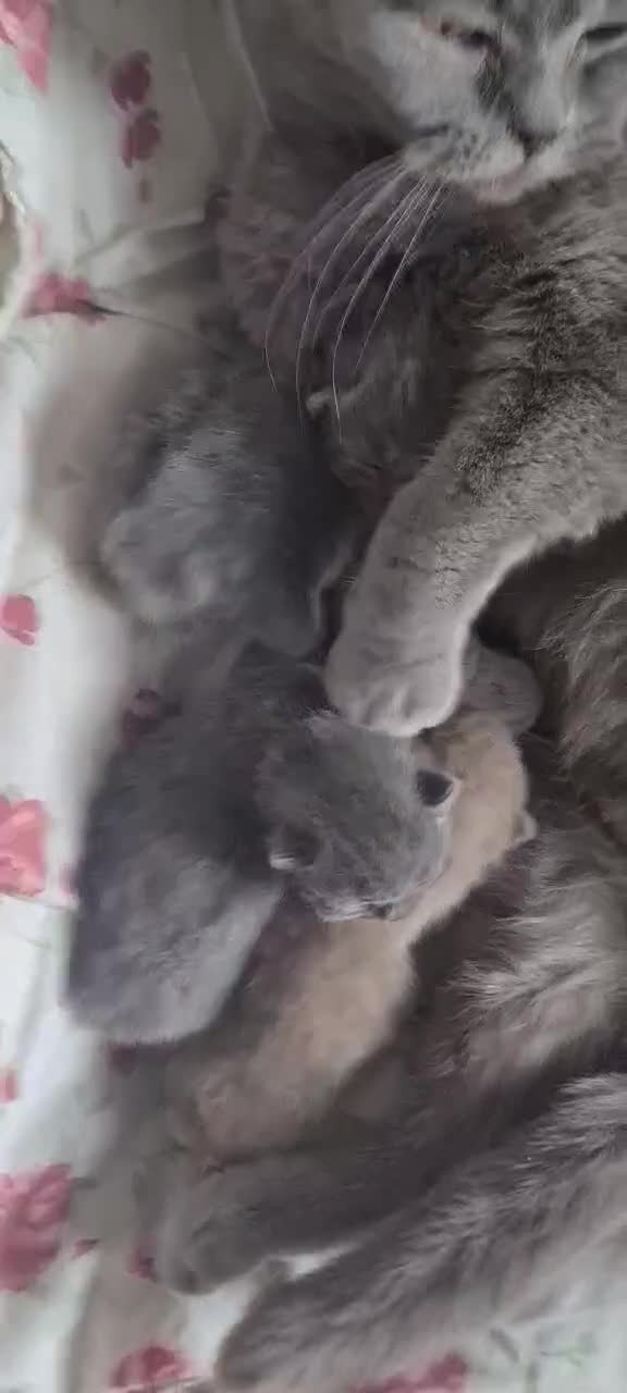 Scottish Fold cats for sale: Schotis straight and fold - Video 1