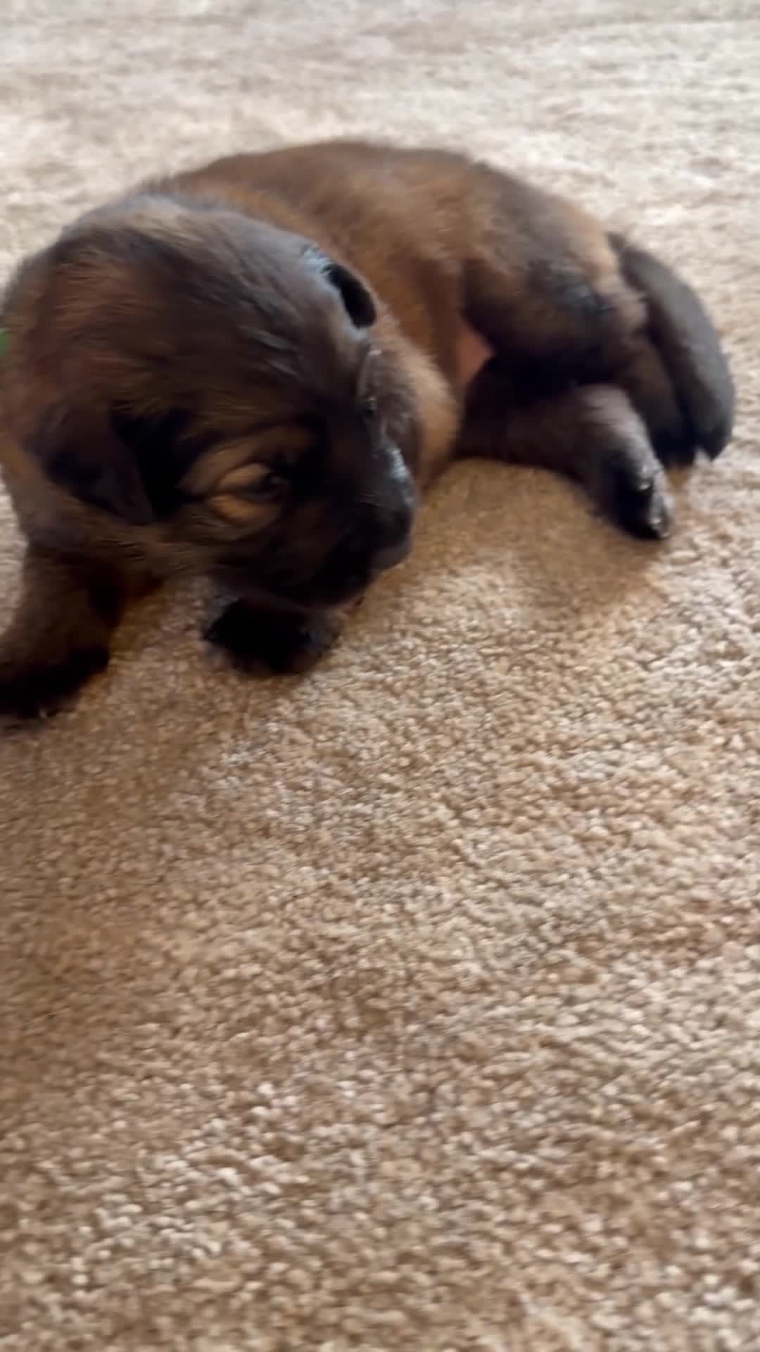German Shepherd dogs for sale: German Shepherd Puppies 🐾 - Video 1