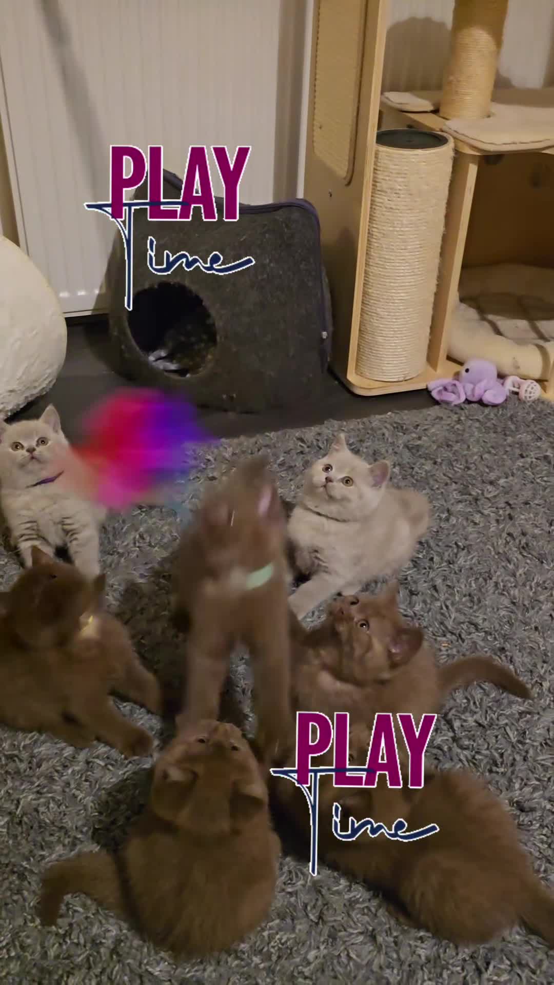 British Shorthair cats for sale: GCCF Champion line kittens - Video 1