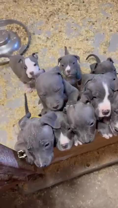 Staffordshire Bull Terrier dogs for sale:  ❤️ Beautiful Staffordshire puppies 🐶 - Video 3
