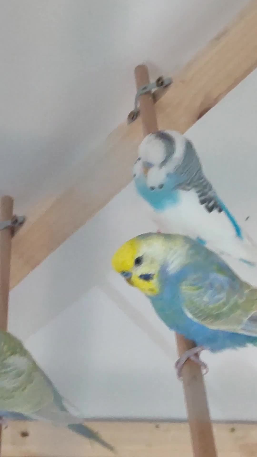 Budgerigars birds for sale: Budgies in London  - Video 2