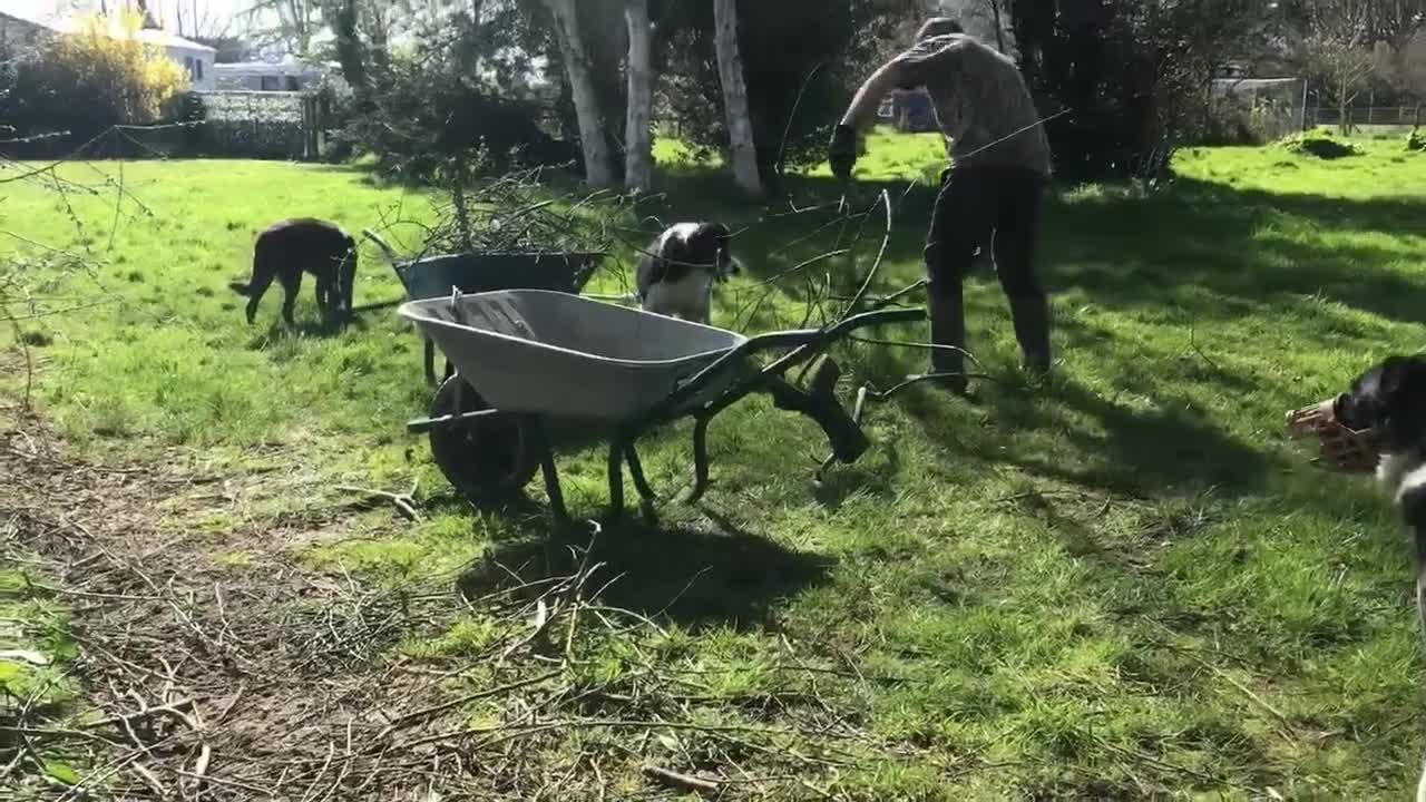 Mixed Breed dogs for adoption: Bernie is looking for the best forever home in Hayling Island - Video 5